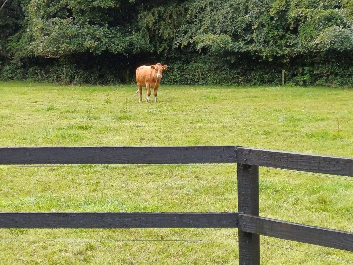 Lara, W23p9h6 Homestay Maynooth
